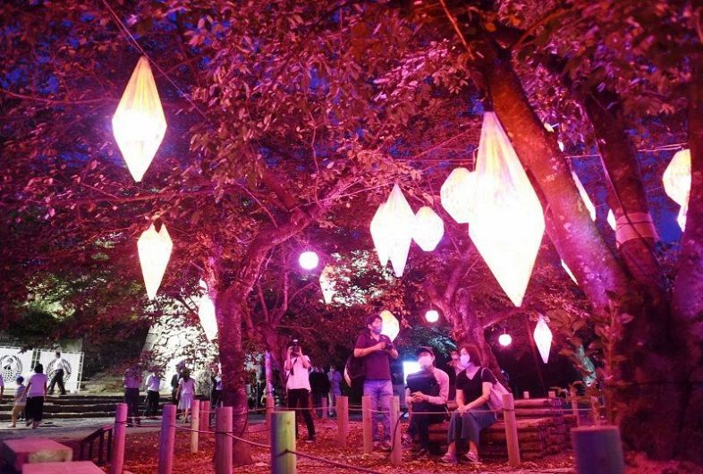 幻想的なライトアップで観光客らを迎える「津山城ナイトファンタジア」。ランプシェードがソメイヨシノの標本木につるされ、光の“花”が咲く