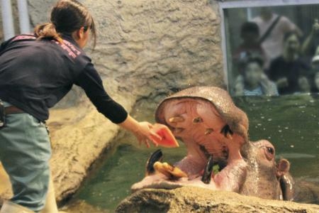 　円山動物園のオスのカバ「ドン」（同園提供）＝２０１９年