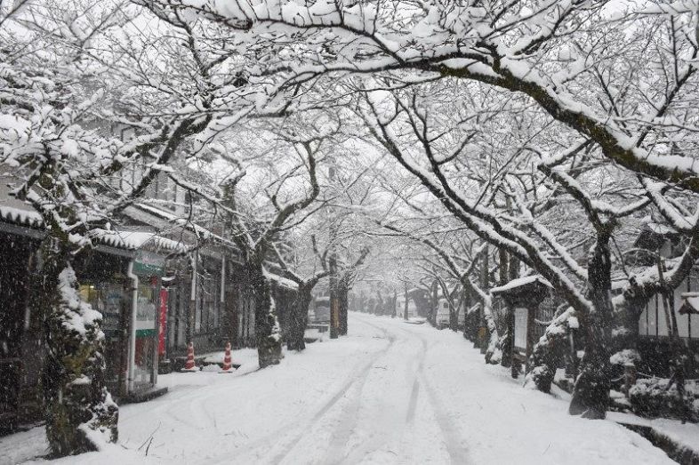 積雪に見舞われたがいせん桜通り＝２０日午前１０時１１分、新庄村