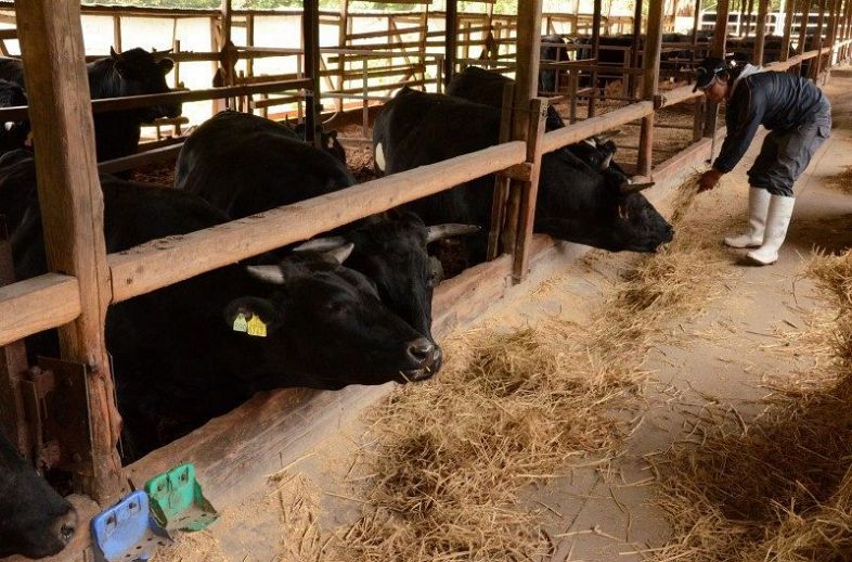 豊福牧場で肥育している牛。稲わらは奈義町産のものを与えている