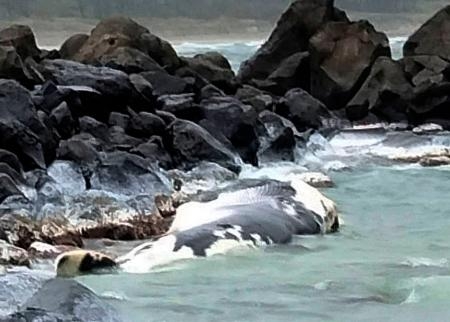 　鳥取県湯梨浜町の海岸に漂着したクジラ（鳥取県栽培漁業センター提供）