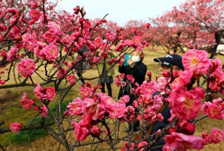 見頃を迎えた神崎緑地公園の紅梅
