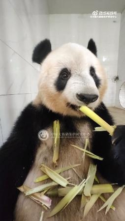 　四川省の中国ジャイアントパンダ保護研究センターが微博（ウェイボ）で公開した竹を食べるシャンシャン（共同）