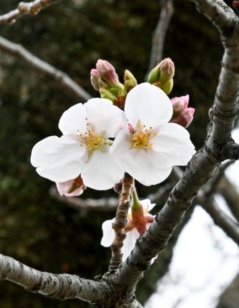 　大阪城公園で開花した標本木のソメイヨシノ＝３０日午後、大阪市