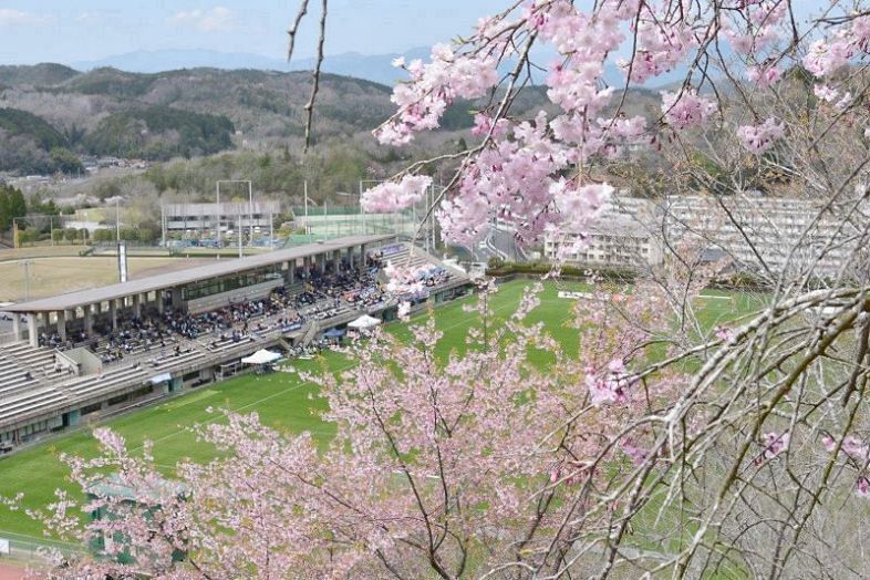美作ラグビーサッカー場を見下ろす水道公園で咲き始めた八重桜