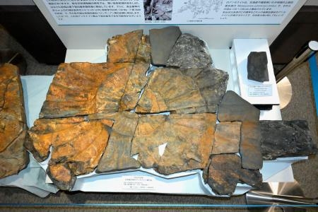 　東北大総合学術博物館で展示されている国内最大級のアンモナイト化石＝２６日午前