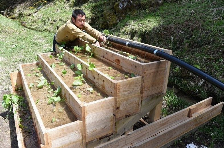 手作りした水耕栽培用のプランターにワサビの苗を植え付ける柳生さん＝４月２５日