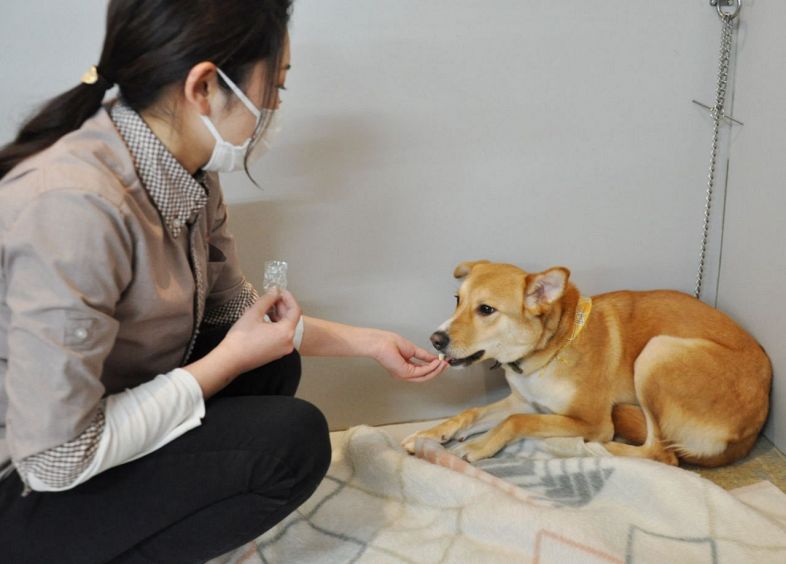 店内の保護犬スペースで飼育されている「シュル」。人の手から餌を食べるようになった
