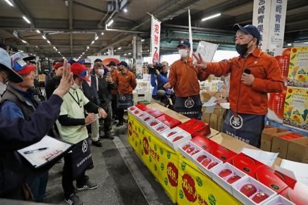 　宮崎市中央卸売市場で行われた完熟マンゴー「太陽のタマゴ」の初競り＝１１日午前