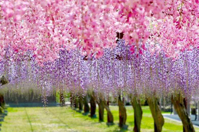 １００種類のフジが咲き乱れる藤公園 写真ニュース詳細 山陽新聞デジタル さんデジ