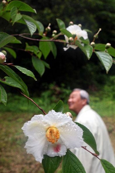 岡山・徳寿寺 ナツツバキ開花　１７、１８日に「沙羅の花祭り」