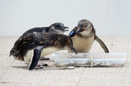 　餌を食べる世界最小のペンギン「フェアリーペンギン」＝２０日午後、札幌市
