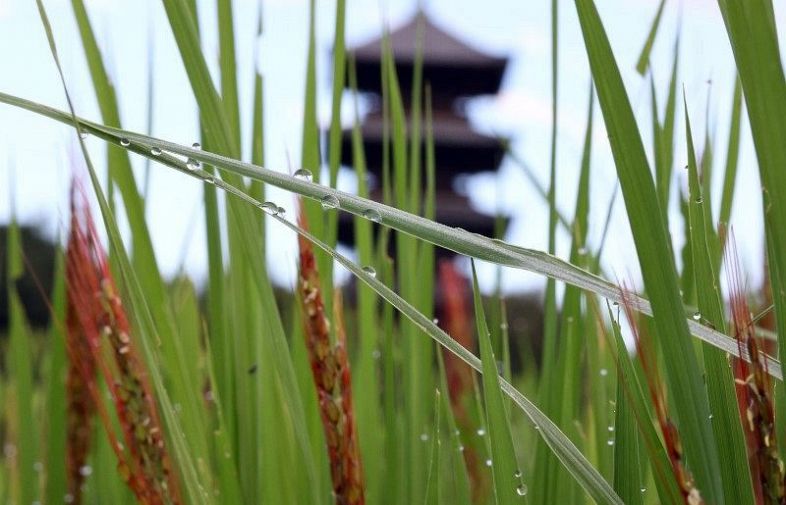 備中国分寺五重塔を背景にみずみずしく輝く稲の朝露＝８日午前７時１１分