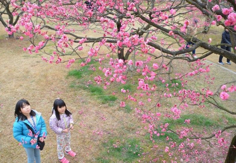 見頃を迎えた神崎緑地公園の寒紅梅
