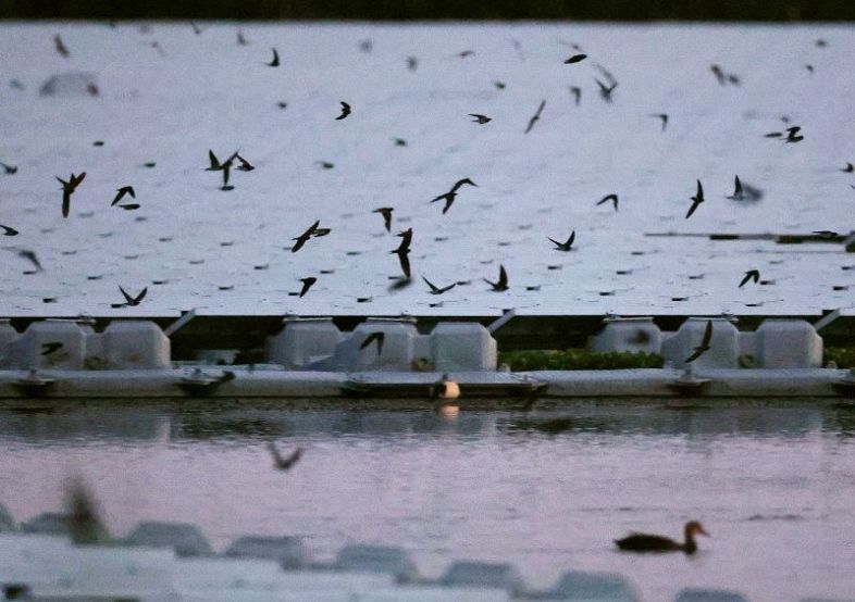 阿部池の水面に浮かぶソーラーパネルの上を群れ飛び、ねぐら入りするツバメ＝１２日午後７時１０分