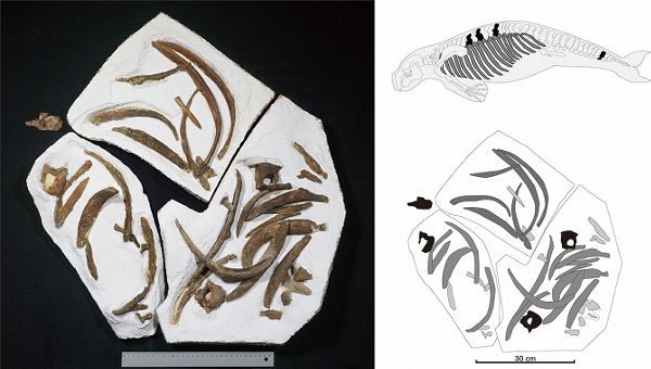 加藤教授が発見、研究したカイギュウの化石（左）と化石の位置（右上）、大きさ（右下）＝画像提供　西海市教育委員会・福井県立恐竜博物館