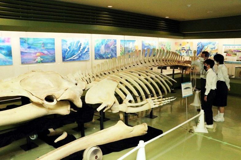 全長１１メートル超のニタリクジラの骨格標本。展示会場ぎりぎりに収まり、迫力に圧倒される