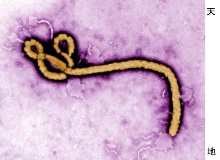 感染研エボラウイルス動物実験へ　流入備え国内初、治療体制づくり