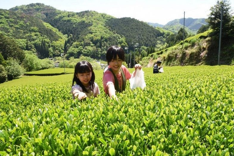 美作・海田で新茶シーズン到来　家族連れら陽光に輝く新芽摘む