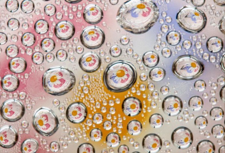 読者の写真コン最優秀に柳田さん　水滴に映る花 巧みに捉える