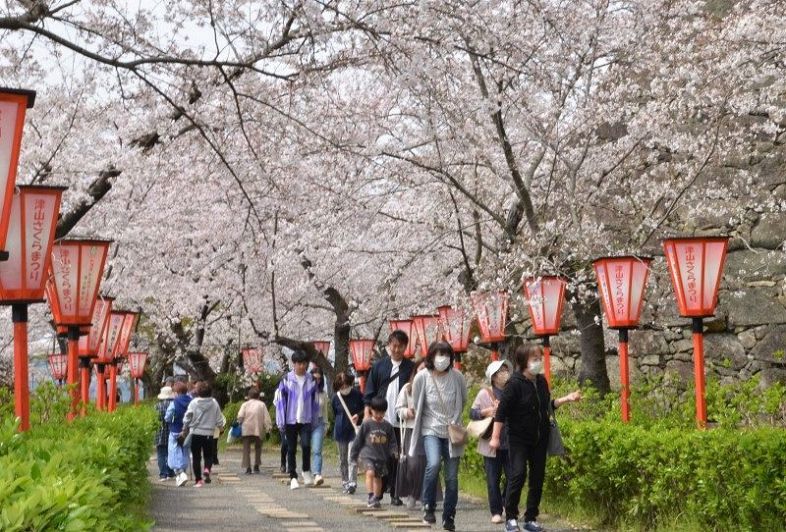 満開を迎えた鶴山公園の桜。花のトンネルを行き交う人たちの足取りも自然と軽やかになる＝５日