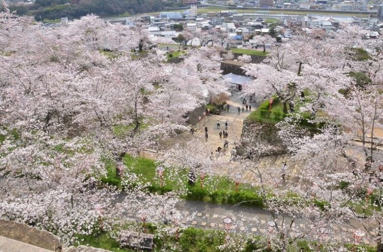 津山・鶴山公園で千本の桜満開　１４日までまつり