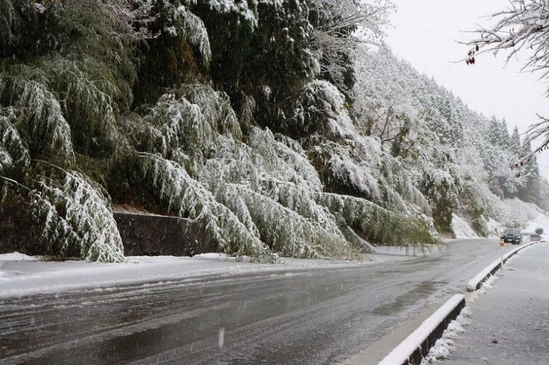 真庭市田羽根の国道３１３号では、雪の重みで植物が路上の片側をふさいだ＝１３日午前８時１分