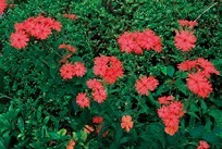 鮮やかな赤い花色の仙翁花