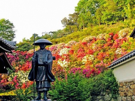 4～5月上旬には鮮やかなツツジの花で満たされる朝日寺の境内