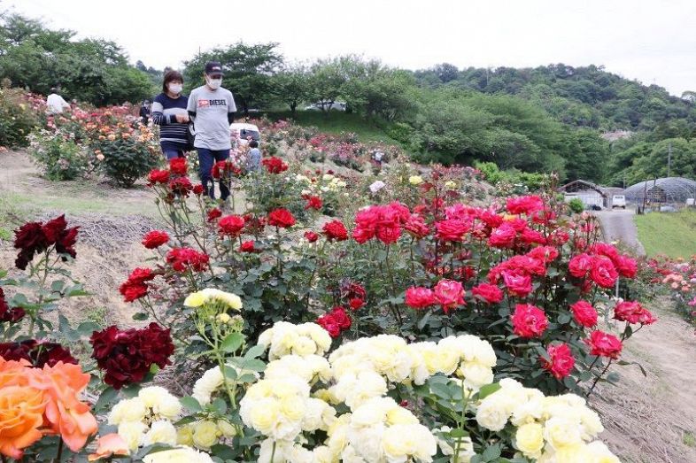 咲き誇る色とりどりのバラ＝種松山公園西園地