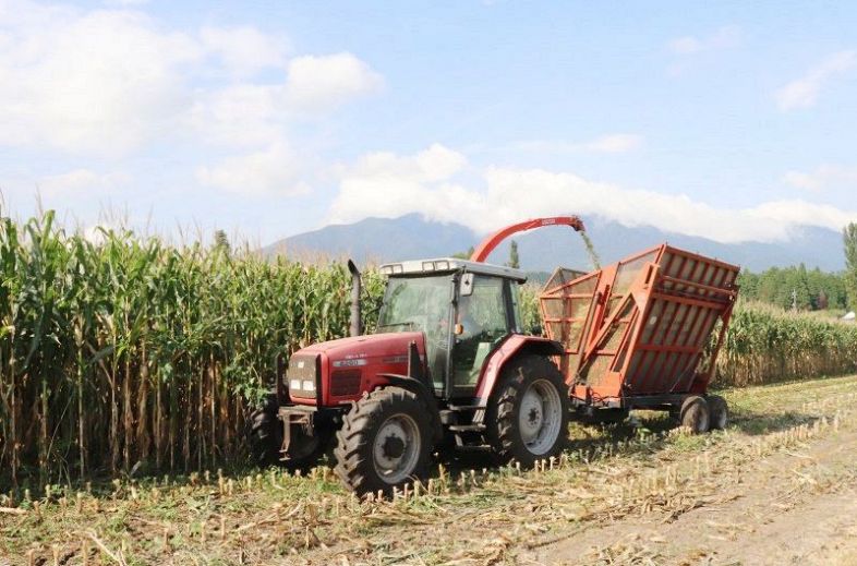 大型の収穫機を使った飼料用トウモロコシの刈り取り作業