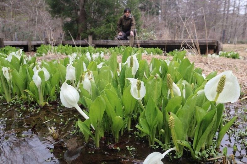 ミズバショウ見頃 春の息吹漂う　岡山県立森林公園 ２０日オープン