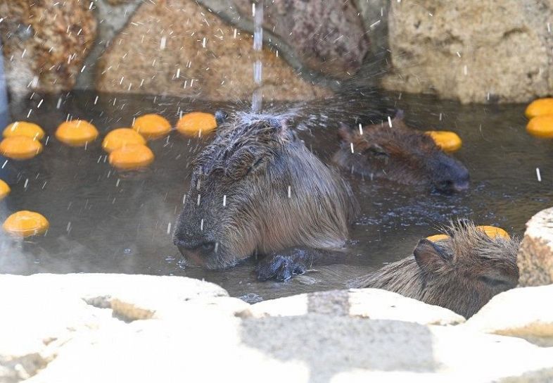 ゆず湯に漬かる池田動物園のカピバラ