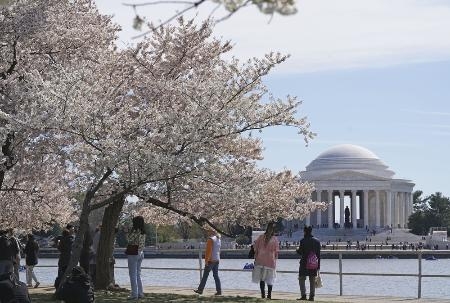 　ワシントン中心部に咲く桜＝３月２１日