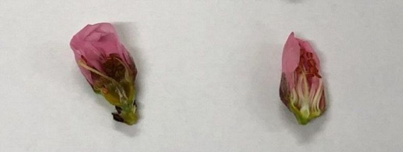 低温で雌しべが茶色になったつぼみ（左）と正常なつぼみ。変色して枯死すると結実しない（岡山県農業研究所提供）
