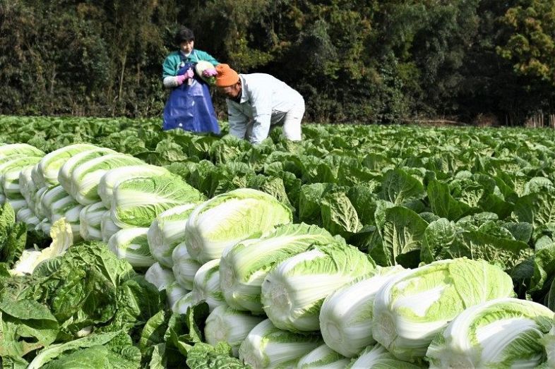収穫が最盛期を迎えた「円城白菜」＝岡山県吉備中央町上田西