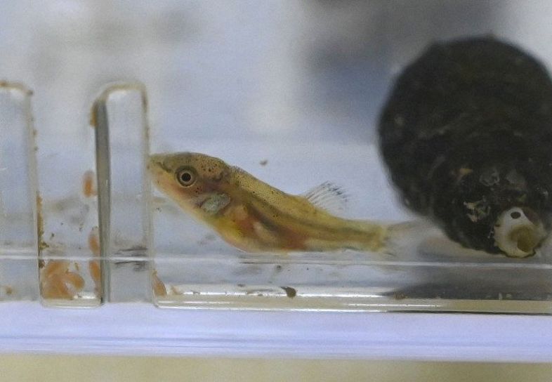 屋外での人工繁殖で誕生したアユモドキの稚魚＝１０日