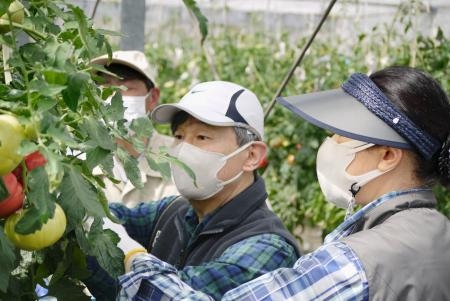 　栃木県の御料牧場でトマトを収穫される天皇、皇后両陛下＝４月（宮内庁提供）