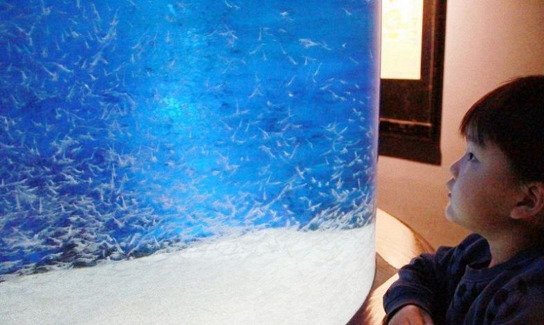 アキアミ 神秘的な舞　玉野海洋博物館、初の大規模展示