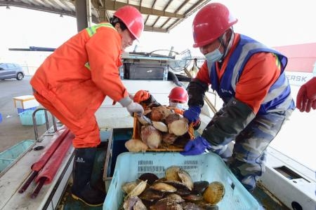 　３月、中国江蘇省太倉市の港で荷揚げされる日本産の水産物（共同）