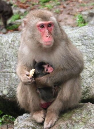 　母ザル「アキラ」に抱かれる赤ちゃんザル「デコピン」＝２１日、大分市（高崎山自然動物園提供）
