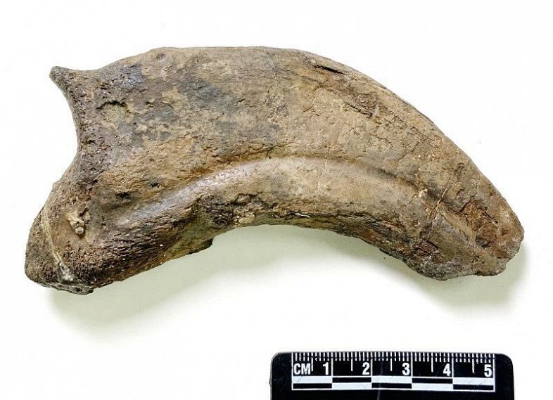 パラリテリジノサウルス・ジャポニクスの指先の骨の化石（岡山理科大提供）