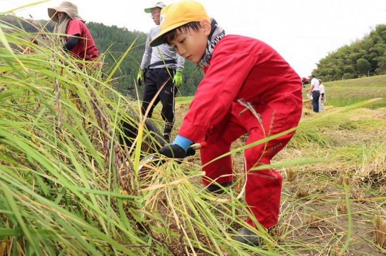「霜月祭」向けもち米刈り取り　真庭・余野小児童１３人作業