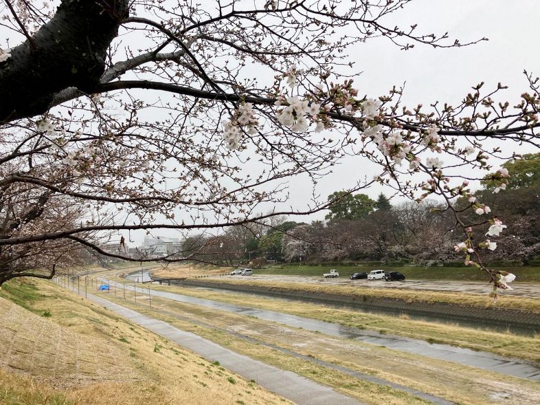 咲き始めた「岡山さくらカーニバル」会場の桜＝２３日
