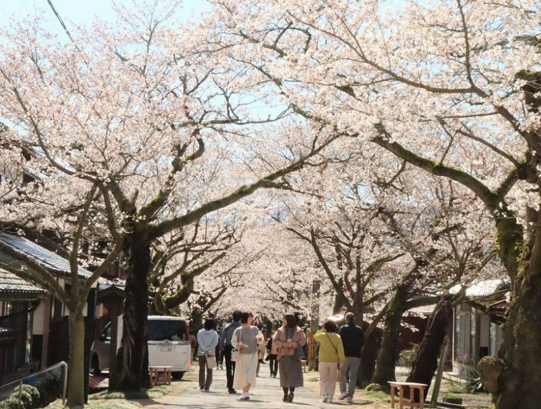 岡山県新庄村で見頃を迎えたがいせん桜＝１０日