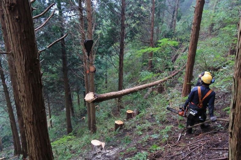 切り倒した木をワイヤでつり下げて運び出す。大型機材が入れない急な斜面で必要とされる技術だ

