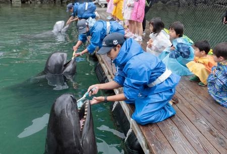 　和歌山県太地町の町立くじらの博物館で披露されたクジラの歯磨き＝１日午前