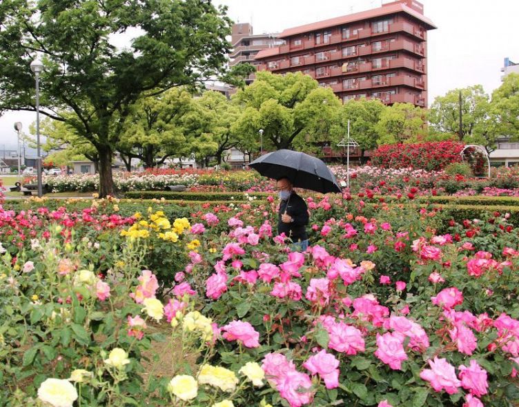 ばら公園で例年と変わらず咲き誇る花々 写真ニュース詳細 山陽新聞デジタル さんデジ