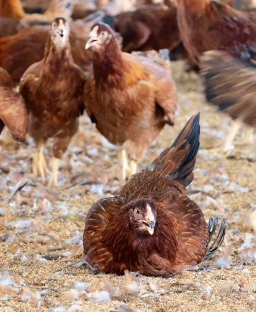 　秋田県大館市の比内地鶏。暑さに弱く、座り込むような姿の鶏も見られた＝５日