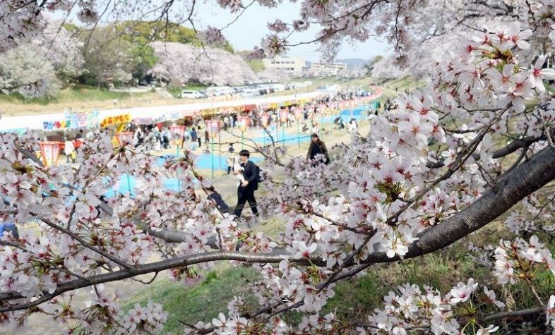 満開の桜に彩られた岡山さくらカーニバル会場。初日から多くの花見客らでにぎわった